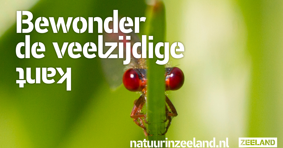 De Zeeuwse Natuur laat zich weer van de mooiste kant zien.